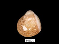 藏品(金絲鳥尾蛤)的圖片